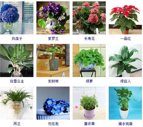 室内植物名称|50种家庭室内植物,这么养再也不会死